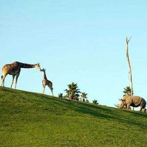 Vogelbeobachtungszentrum im Jordan