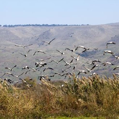 Jerusalemer Vogelobservatorium