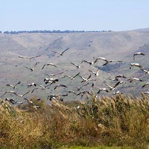 Latrun International Research Center for migratory birds