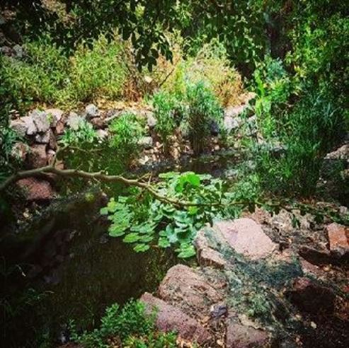 Eilat's Botanical Garden