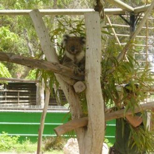 Gan Guru - um parque australiano em Israel