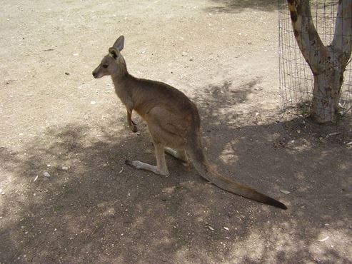 Gan Guru, un parque australiano en Israel