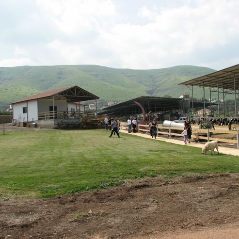 Mee and Moo - Kramer's Farm On Moshav Yavne'el