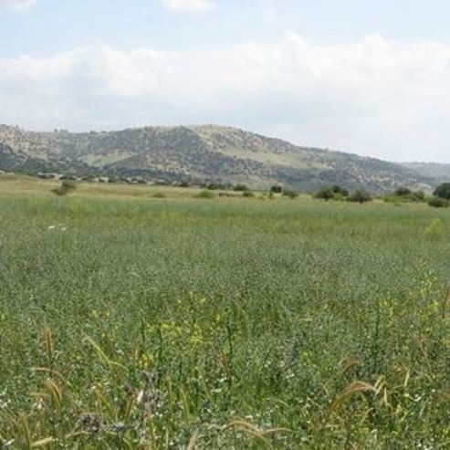 Yehudiya- Naturschutzgebiet