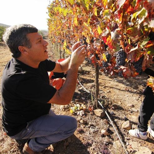 Bodega Bazelet Hagolan