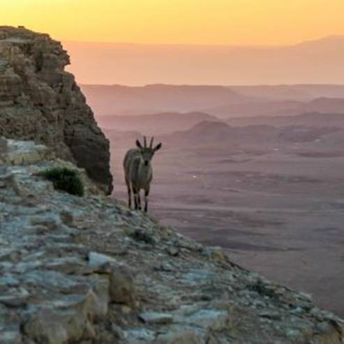 Makhtesh Ramon Nature Reserve