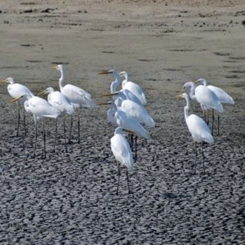 Vogelbeobachtungsgelände - Fischteiche von Ma'ayan Tsvi