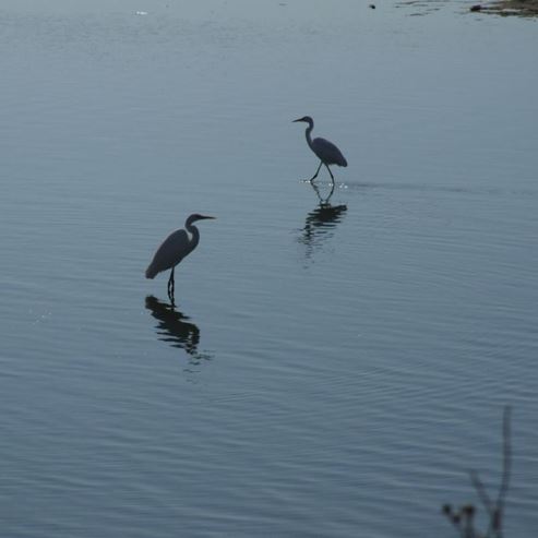 Birding Center - Ma'agan Michael