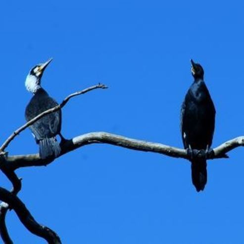 Local de Observação Cormoran - Nahal Hadera (Hadera)