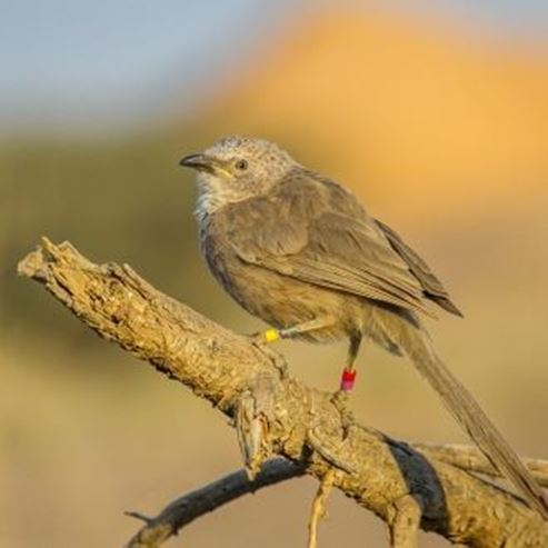 Hazeva Field School Birdwatching Center