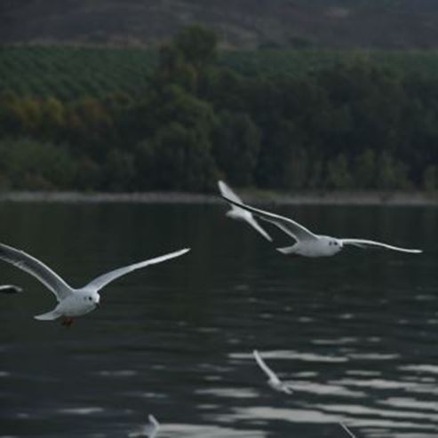 Zona de Observación de Aves - Playa Este de Kinneret