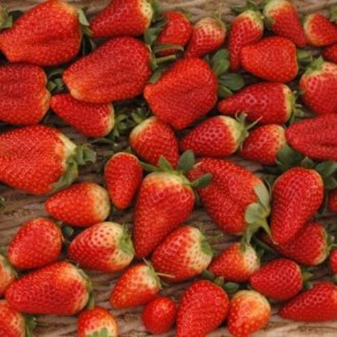 Pflücken Sie Ihre eigenen Erdbeeren