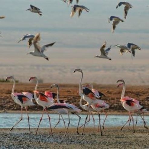 Centro per Birdwatching della Hula Valley