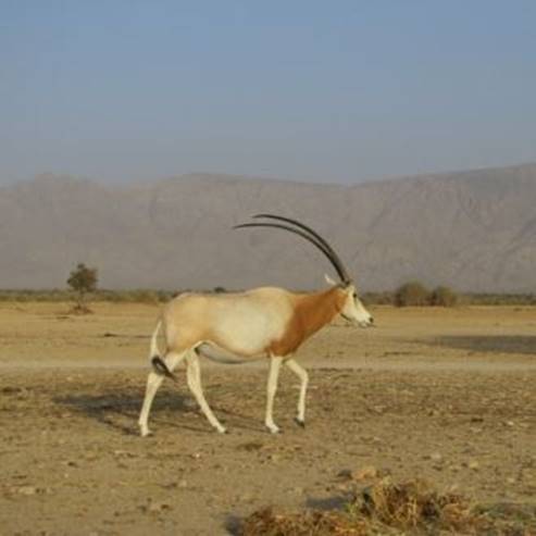 Hay-Bar Yotvata Nature Reserve