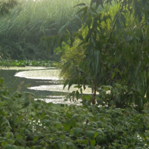 The Yarkon Springs Site