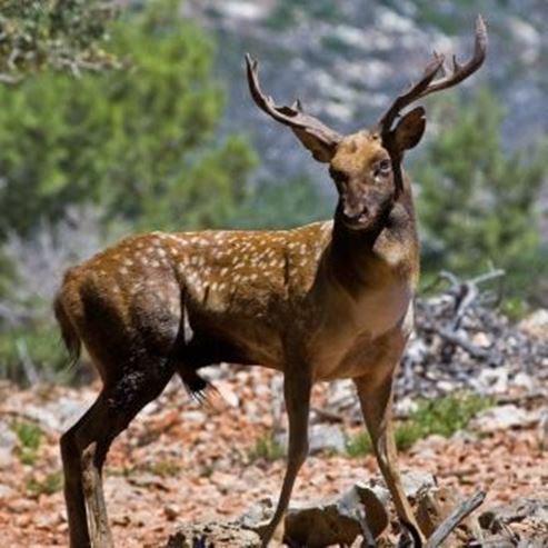 Riserva Naturale di Carmel