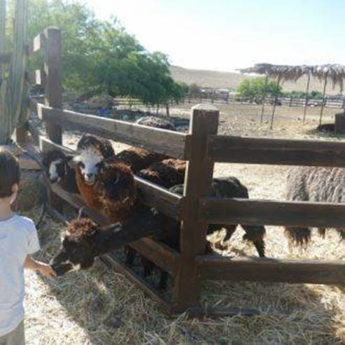 A Fazenda de Alpaca