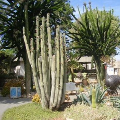 Kaktusgarten und japanischer Garten