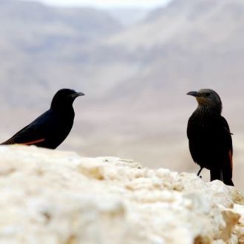 Vogelzentrum Ramat Ha'Negev