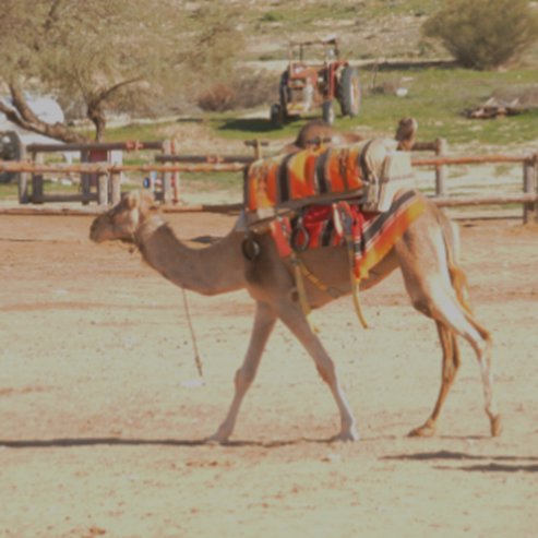 Верблюжа ферма в Негеві