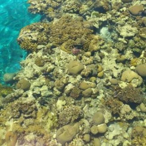 Réserve naturelle côtière située du côté sud d’Eilat