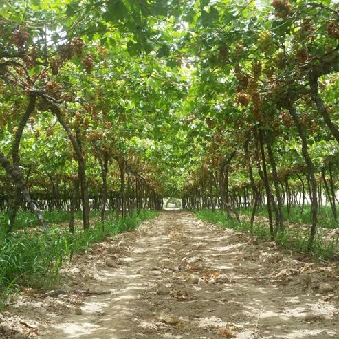 Granja Oren - Aceite de Argán