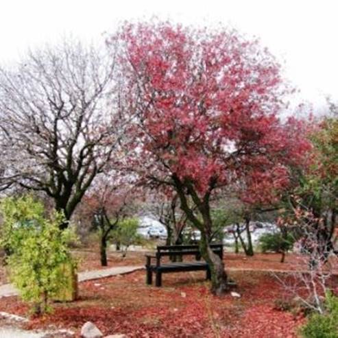 The Botanical Garden Of The Hebrew University On Mount Scopus