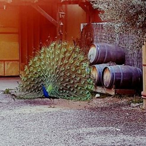 Ben Shushan Winery