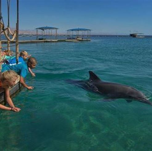 Plage des dauphins (récif des dauphins)