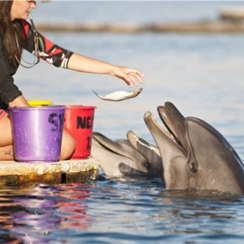 Supportive Experience with the Aid of Dolphins