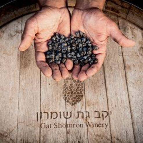 Gat-Shomron-Weingut