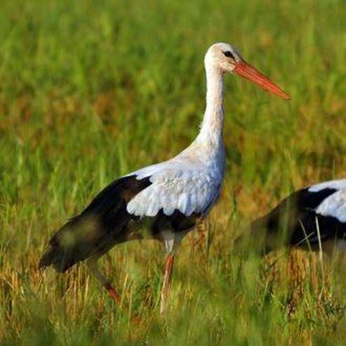 Centro di Birdwatching nel Giordano