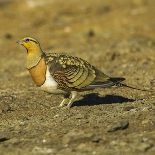 Centre ornithologique israélien