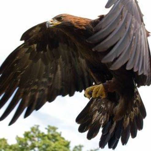 Local de Observação de Aves - Mivtzar Antipatris