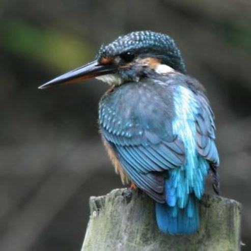 Centro per Birdwatching di Tel Aviv