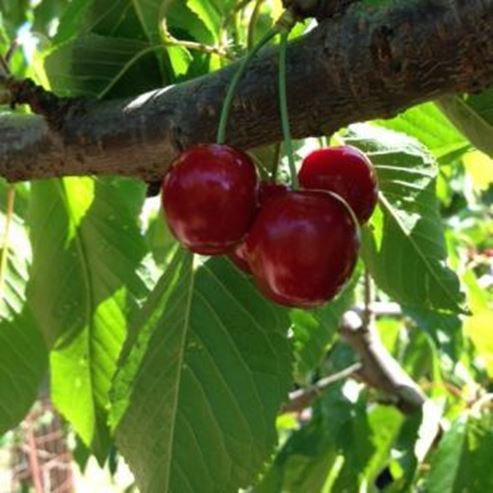 Recoge tus propias cerezas