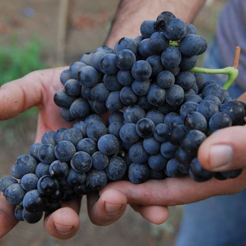 L’exploitation vinicole Montagne d'Odem