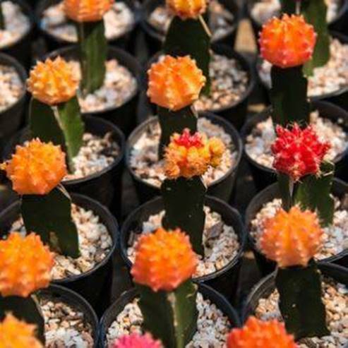 Plantation de cactus - Plantes exotiques du désert