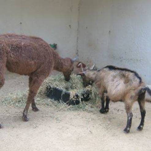 La ferme Berger à Kfar Hess