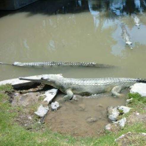 Crocoloco - Crocodile Farm