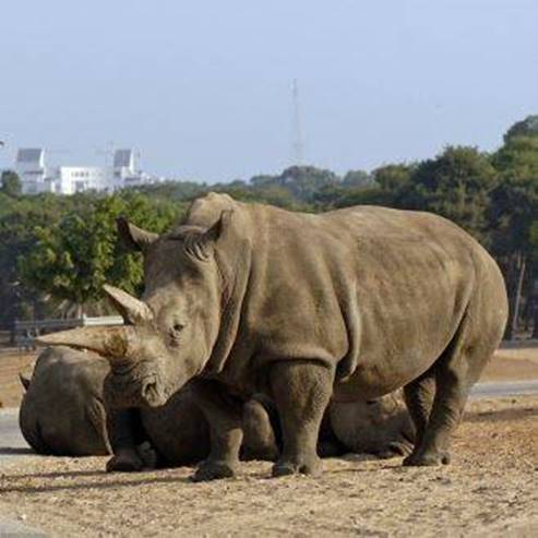 Ramat Gan Safari