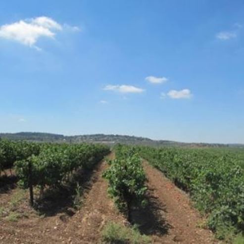 L’exploitation vinicole Latrun