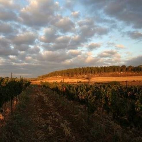L’exploitation vinicole Kedma – Kfar-Ouria