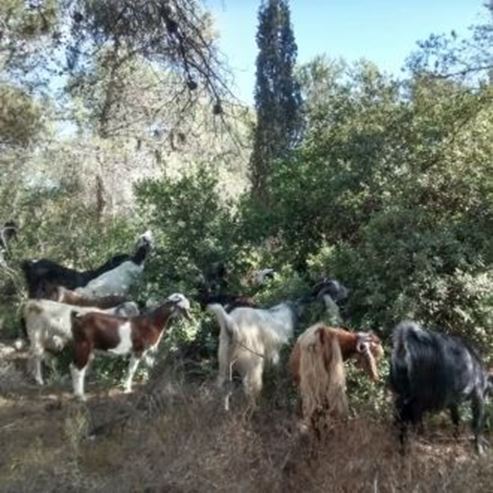 חוות יערן