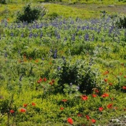 Tel Shoka Givat Haturmusim