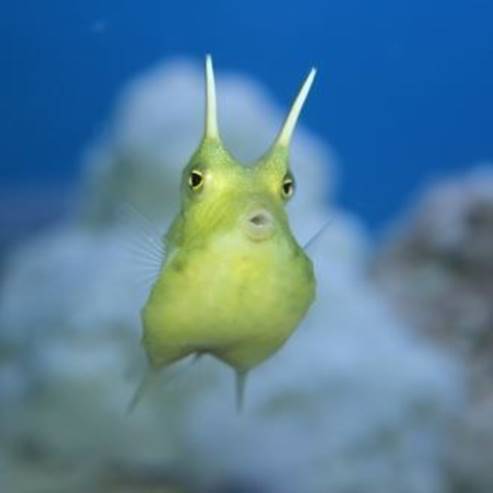 以色列水族馆