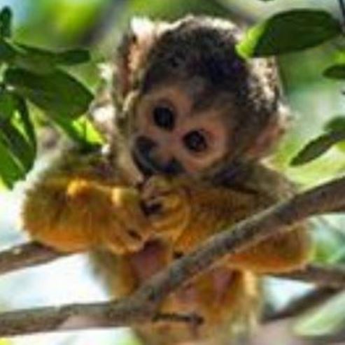 A Floresta do Macaco