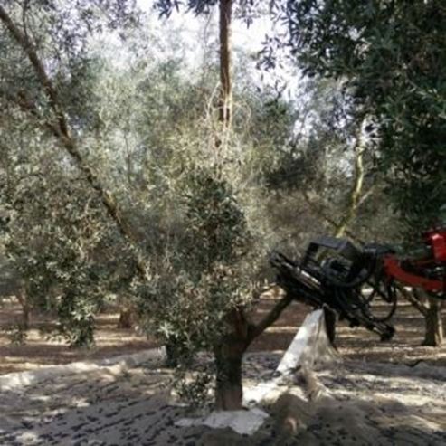 Landwirtschaftlicher Tourismus im Kibbuz Magal