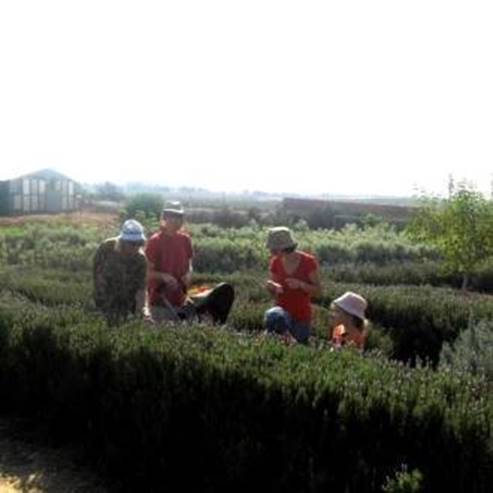 Labirinto de Miriam: um caminho de ervas e plantas perfumadas