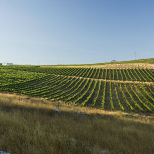 Bodega Tura